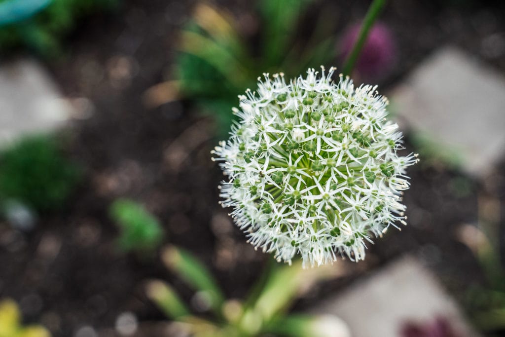 DIY Sommergarten Allium Zierlauch